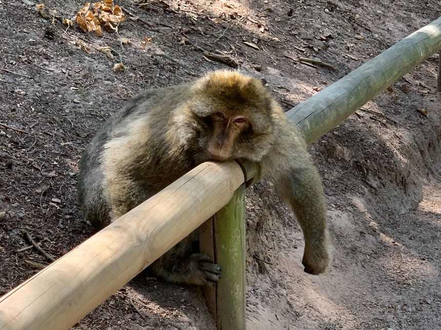 Kintzheim, Placide, singe de la Montagne