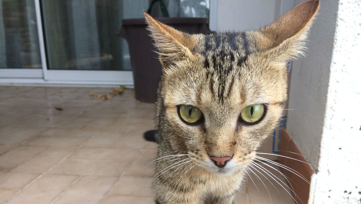 Insolite En Garde Chez La Mamie A 10 Km Le Chat Fugueur Disparait 15 Jours Avant De Rentrer Chez Lui