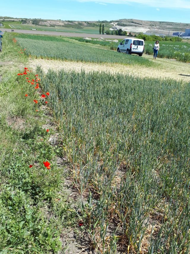 Le champ expérimental de l'Inra, à Crouël, où sont élevées plusieurs variétés de blés soumises à différentes contraintes.