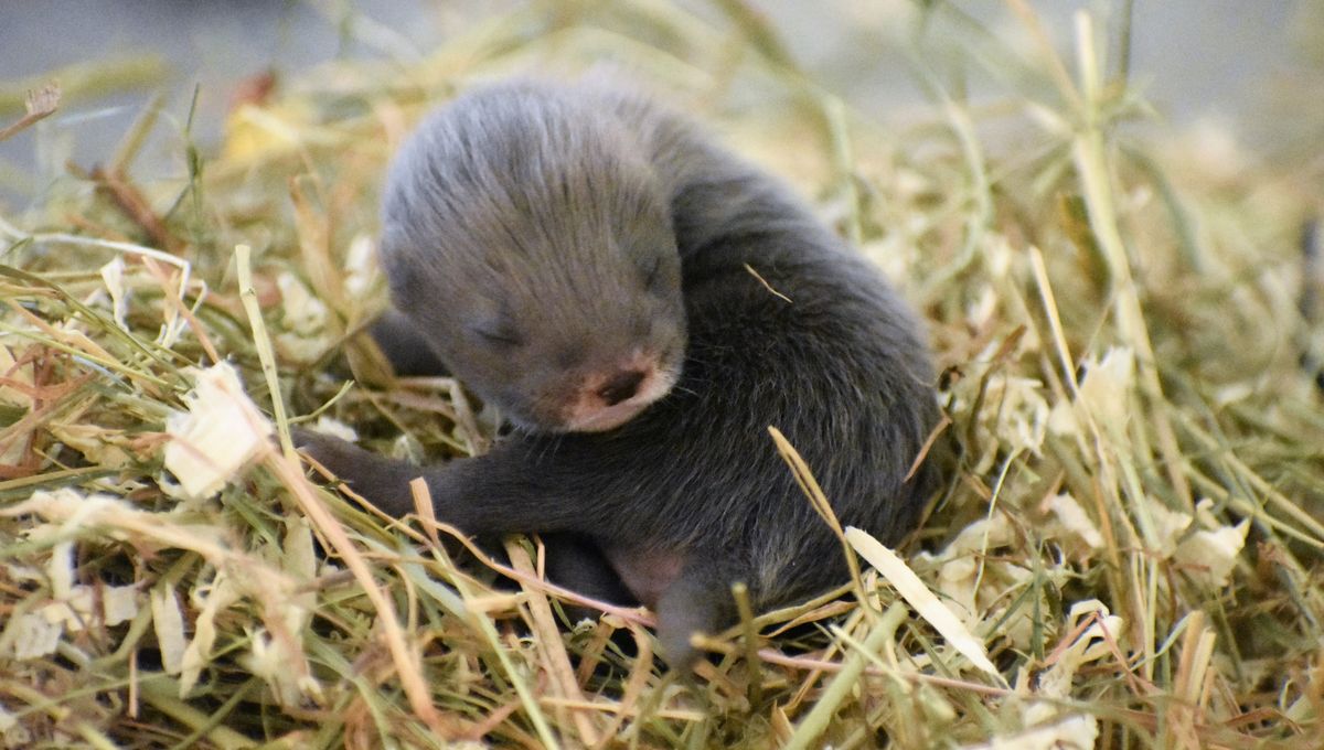 Photos Deux Sevres Quatre Bebes Visons D Europe Viennent De Naitre Au Parc Zoodyssee