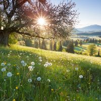 Prairie d'été en Bavière, Allemagne -