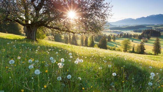 Prairie d'été en Bavière, Allemagne - ©Getty - Wingmar