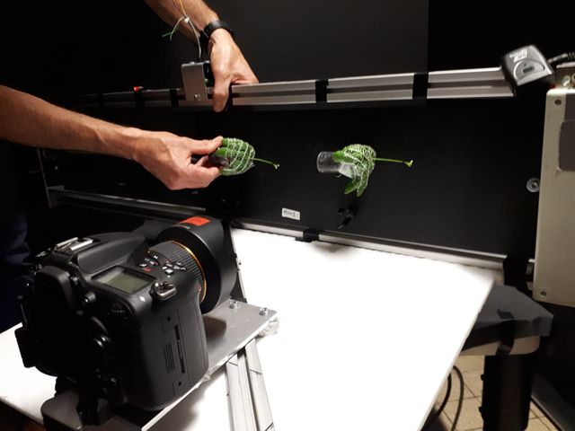 Une expérience sur la proprioception des plantes : elles sont placées en rotation à l'horizontale, pour "troubler" leur sens de la gravité et voir si elles arrivent malgré tout à pousser droites