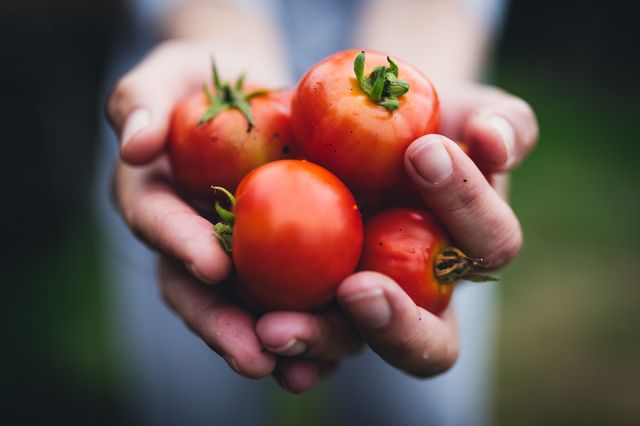 Tomates