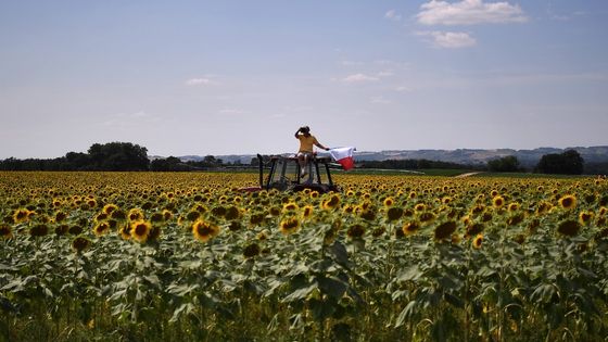 Le peloton en route entre Toulouse et Albi (photo d'illustration du repos au milieu des tournesols) ©Getty - Marco Bertorello