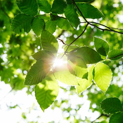 Leaves of beech tree in Shirakami Sanchi -