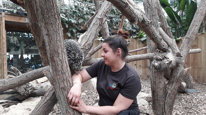 Sarah soigneur aux jardins animaliers Biotropica à Val-de-Reuil avec un coendou (27)