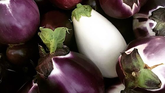 Diverses variétés d'aubergines - © Emmanuel Auger