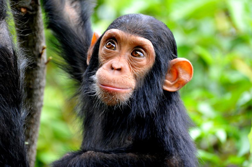 Bébé chimpanzé