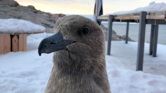 Un oiseau à proximité de la base - Nicolas Martin