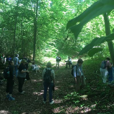 Marche musicale de ressourcement dans la forêt de Laigue (Festival des Forêts).