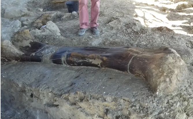 Le fémur de Dinosaure a été retrouvé par un fouilleur volontaire