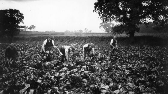 Beet Workers ©Getty - Topical Press Agency
