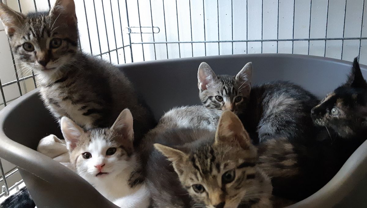 Brazey En Plaine Le Chat Retrouve Mort Etait Un Lapin