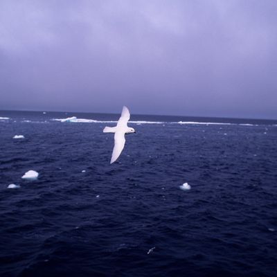 Le pétrel des neiges