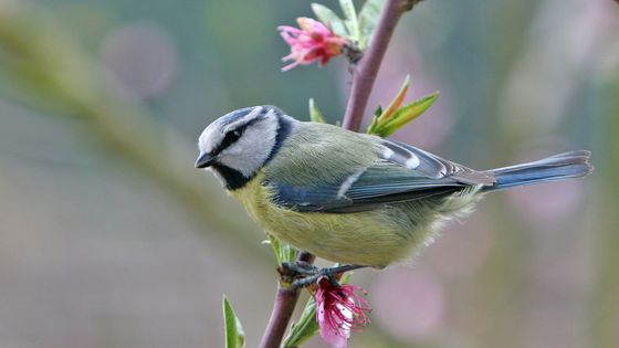 Photo d'une Mésange bleue prise en Picardie. ©Getty - BSIP / Groupe Universal Images