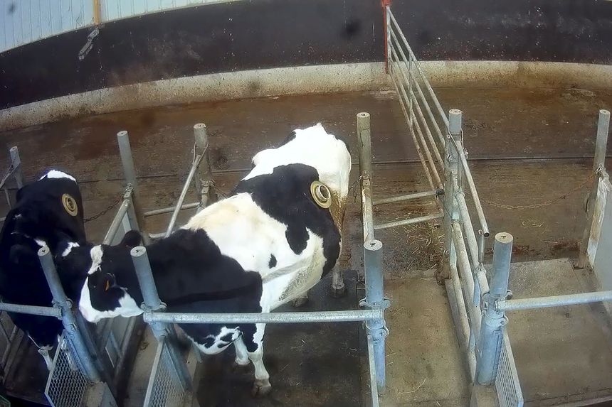 L'une des vidéos le plus marquantes de L214 montre les vaches "à hublot" dont l'estomac est perforé et équipé d'un hublot d'environ 20 cm, fermé par un clapet pour avoir accès à leur appareil digestif.