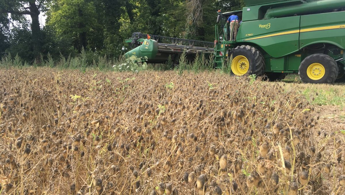 Les Premiers Pois Chiches Recoltes Dans La Somme
