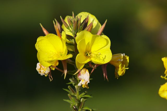 Fleurs d'onagre