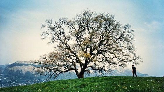 photo prise durant le tournage de "Mon arbre" (vidéo 24') de Raymond Depardon et Claudine Nougaret, conçu pour la Fondation Cartier pour l'art contemporain, 2019 - Raymond Depardon