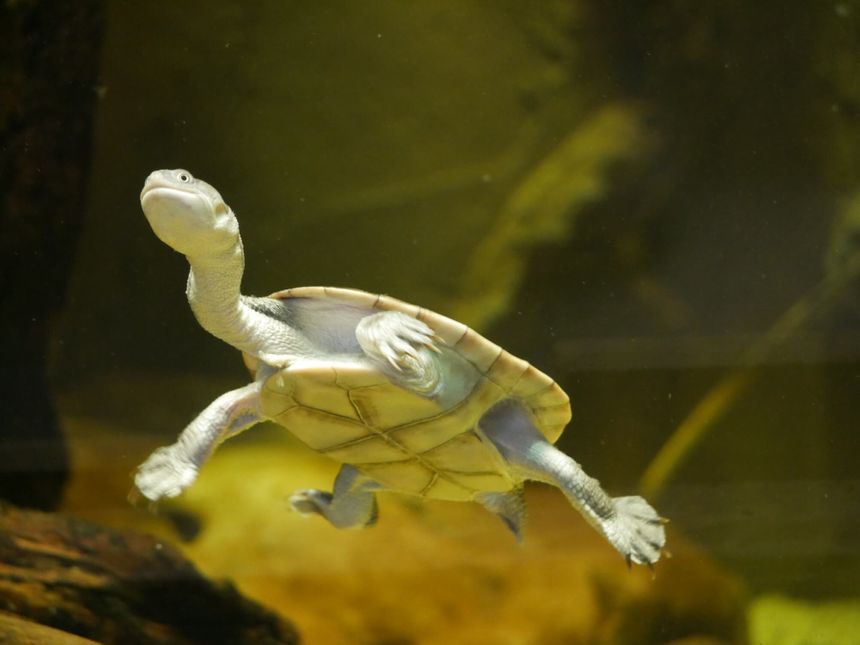 La tortue à cou de serpent aux jardins animaliers Biotropica à Val-de-Reuil (27)