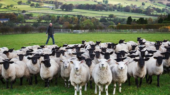 La grande distribution commence à s'engager pour le respect du bien-être animal. ©Getty - Mint Images