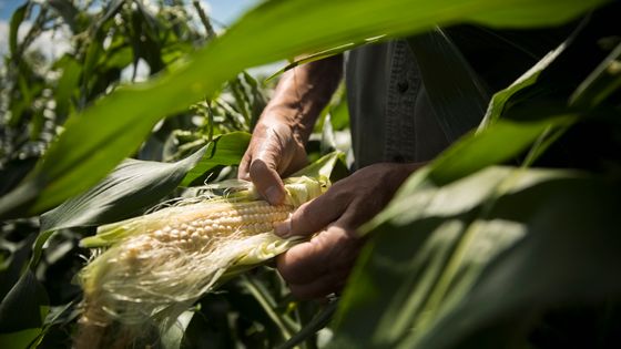 Une alternative au sucre trouvée au Mexique ©Getty - Hero Images