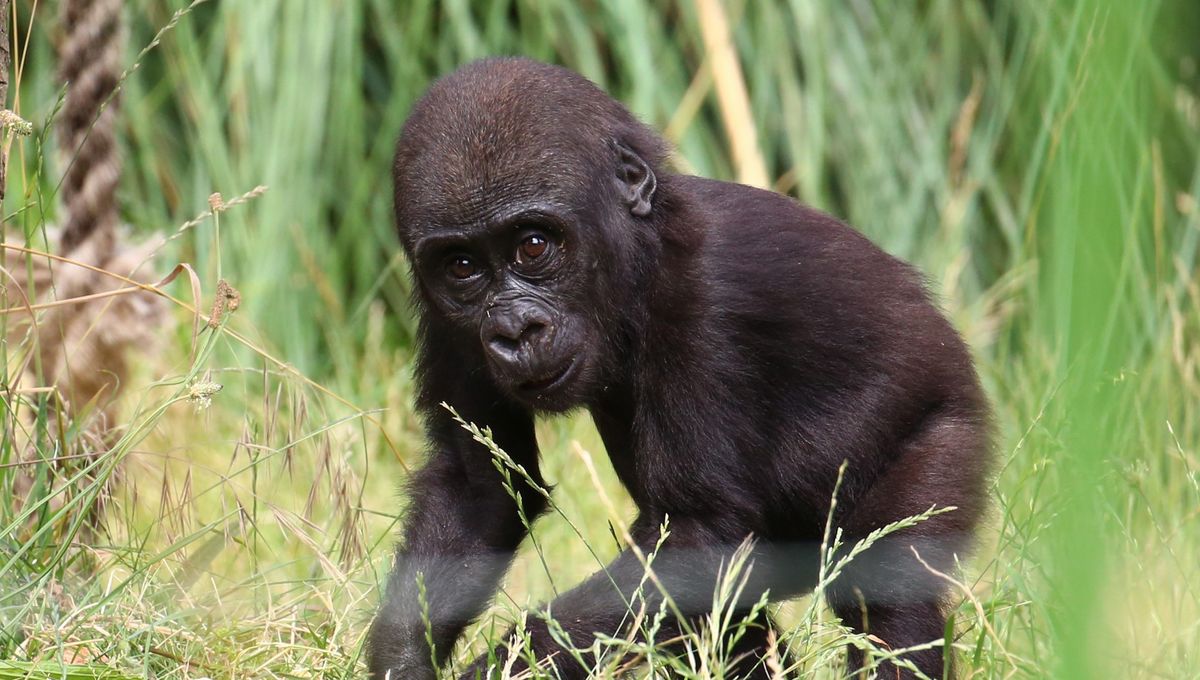 Video Une Rhumatologue Sarthoise Au Chevet D Un Jeune Gorille Du Zoo De Beauval