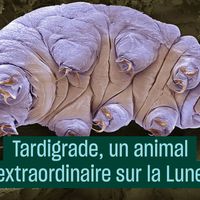 Tardigrade, un animal extraordinaire sur la Lune