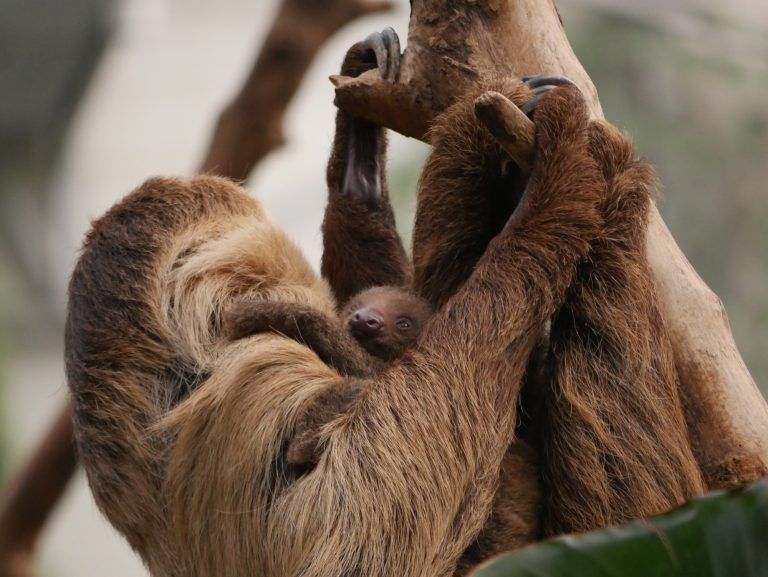 Bébé paresseux aux jardins animaliers Biotropica à Val-de-Reuil (27)
