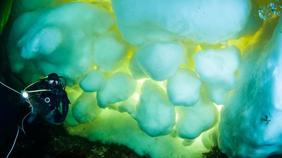 Alban Michon raconte une plongée sous-marine au cœur de l’Arctique ©Getty - Westend61