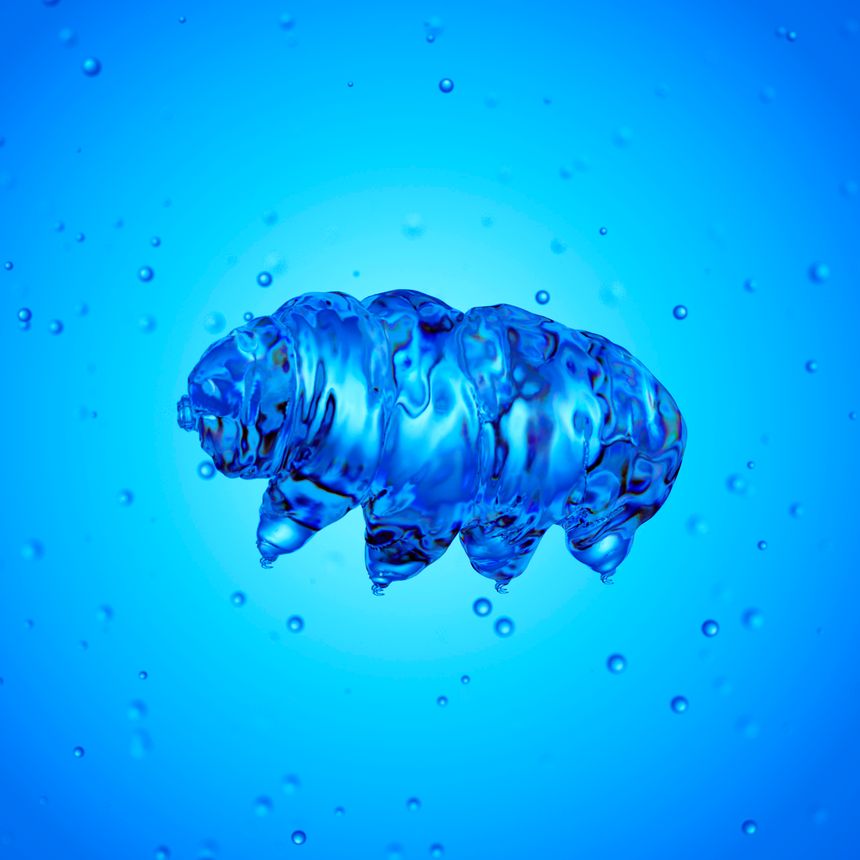 Tardigrade observé au microscope
