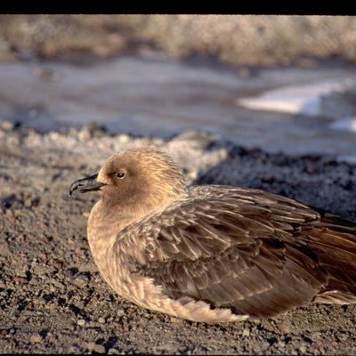 Un skua