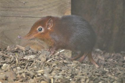 Un bébé muraigne éléphant est né à Biotropica (27)