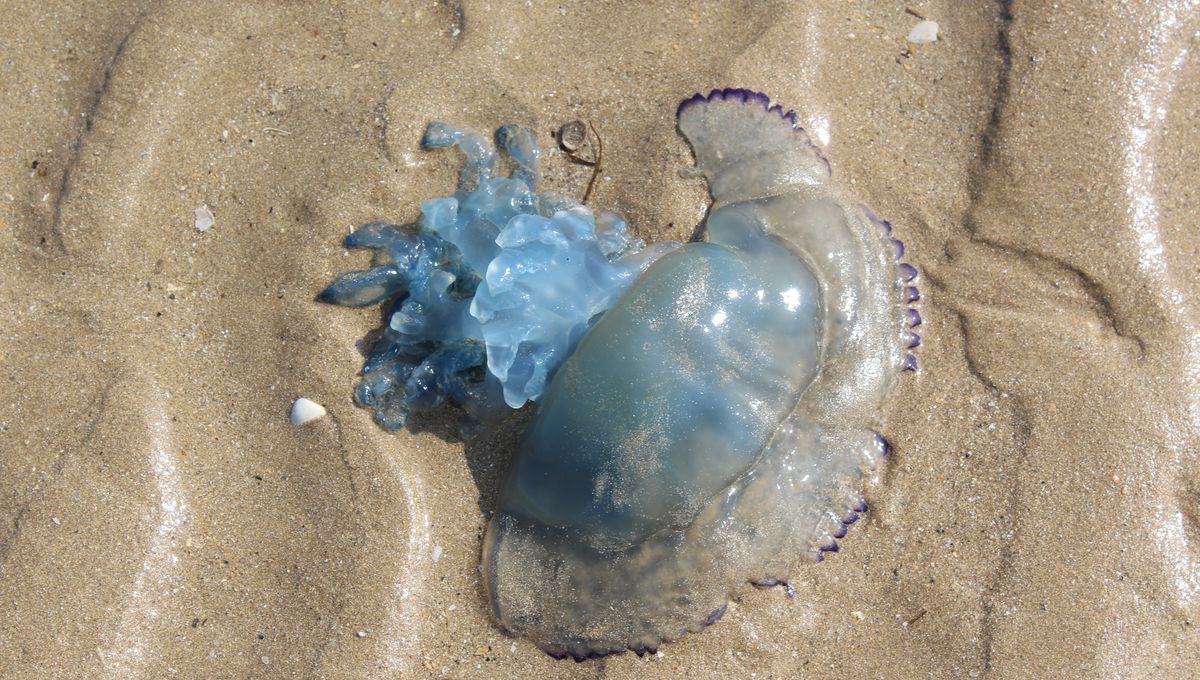 Des Centaines De Meduses Bleues Echouees Sur Les Plages Normandes