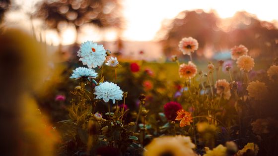 Le pouvoir des fleurs ♫♪ ©Getty - thethomsn