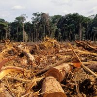 Déforestation dans la forêt amazonienne.