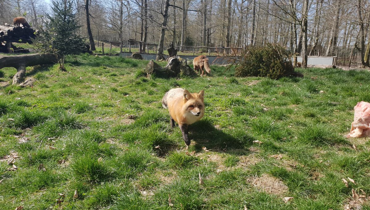 Le parc animalier de Ste croix