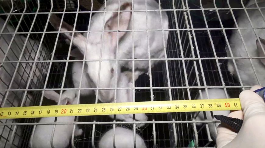Capture d'écran de la vidéo de L 214 dans un élevage intensif de lapins dans les Deux-Sèvres.
