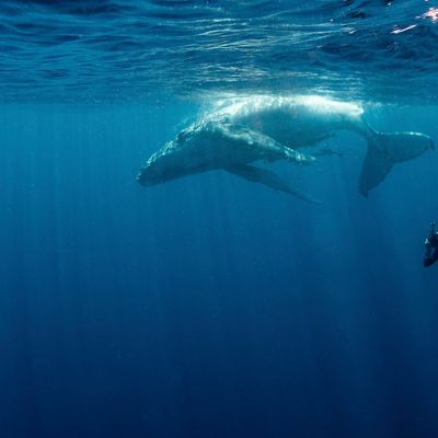 Nager avec les baleines