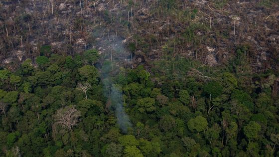 Vue de la forêt amazonienne prise en août 2019 dans la région de Porto Velho, où vivent les Karitiana ©Getty - Victor Moriyama / Intermittent