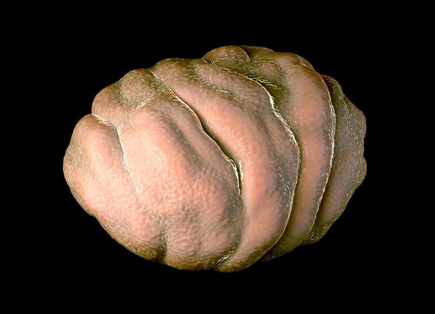 Représentation d'un tardigrade en cryptobiose
