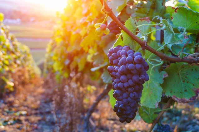 Vignes en Champagne, France