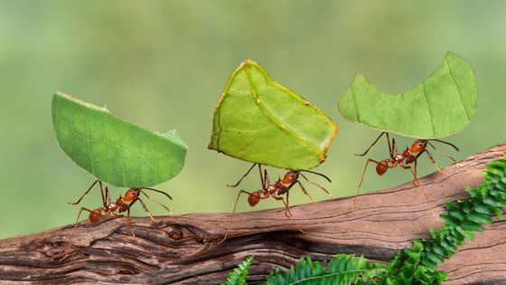 Il y a plus de 13.000 espèces de fourmis identifiées et 25.000 estimées. Elles représentent moins d’1% des espèces d’insectes mais près de 10% de la biomasse animale. ©Getty - Gail Shumway