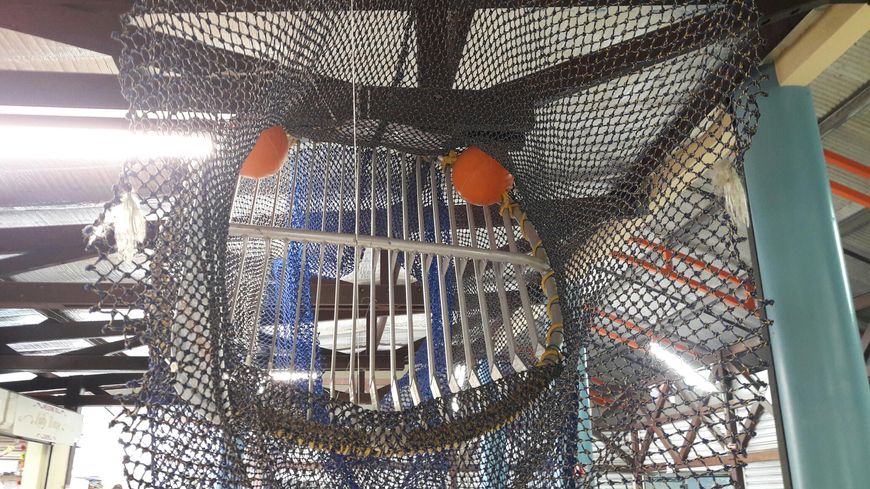 Le filet TED a été conçu pour empêcher les captures accidentelles de tortues Luth