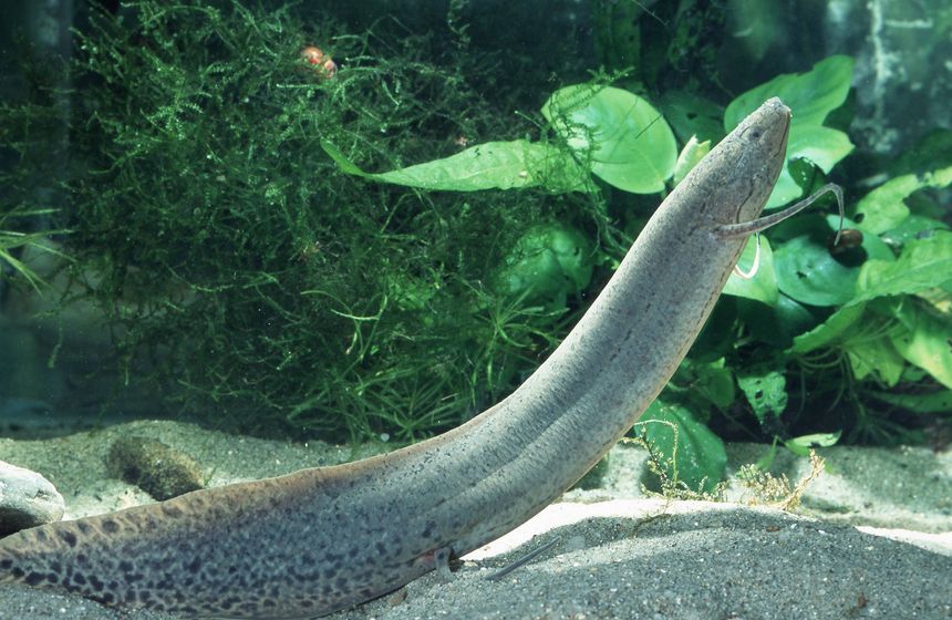 Un dipneuste d'Afrique de l'est. En anglais, l'animal s'appelle "lungfish" : poisson poumon.