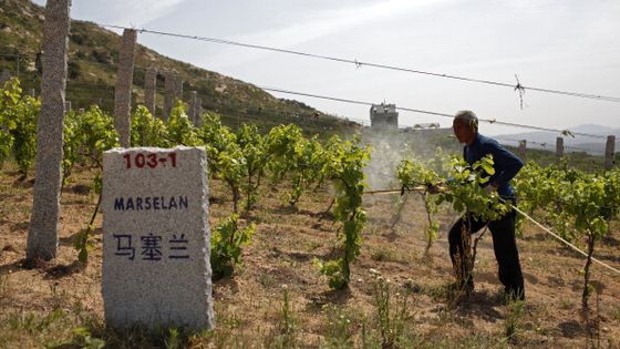 Le vignoble chinois a atteint 870 000 hectares en 2017, en progression de 5 900 hectares, de quoi conforter sa place de deuxième vignoble mondial, derrière son homologue espagnol (967 000 hectares) ©Getty