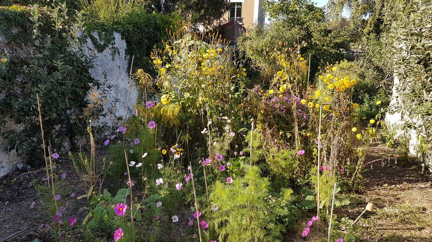 jardin partagé, de l'association "le Sens de l'humus", à Montreuil.