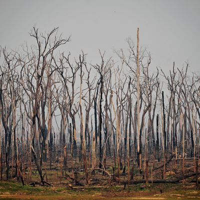 24 août 2019, la forêt amazonienne, poumon de la planète, brûle