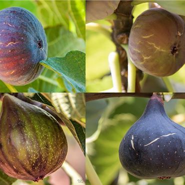 Cuit ou cru, sucré ou salé, la fuigue est un fruit qui mérite votre attention